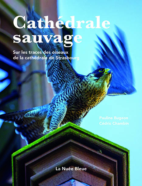 Cathédrale sauvage - Sur les traces des oiseaux de la cathédrale de Strasbourg
